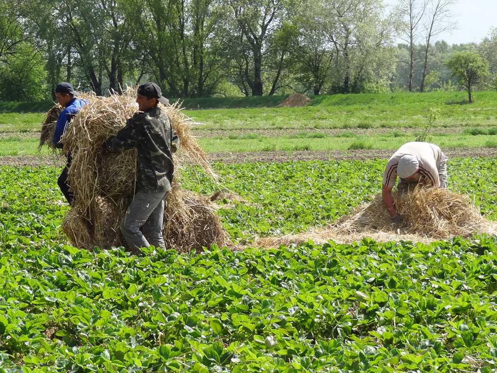Słomę na plantacji można rozkładać ręcznie