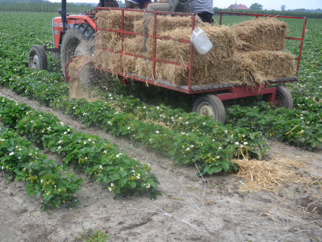 Słomę można rozkładać na plantacji mechanicznie, przy pomocy ścielarek.